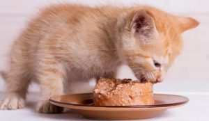 7 Mẹo Trị Mèo Kén Ăn Hiệu Quả 100% Từ Chuyên Gia