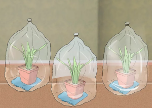 Hiệu ứng "Nhà kính mini" bằng túi nilon