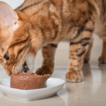 Tự Làm Pate Bổ Dưỡng Cho Mèo