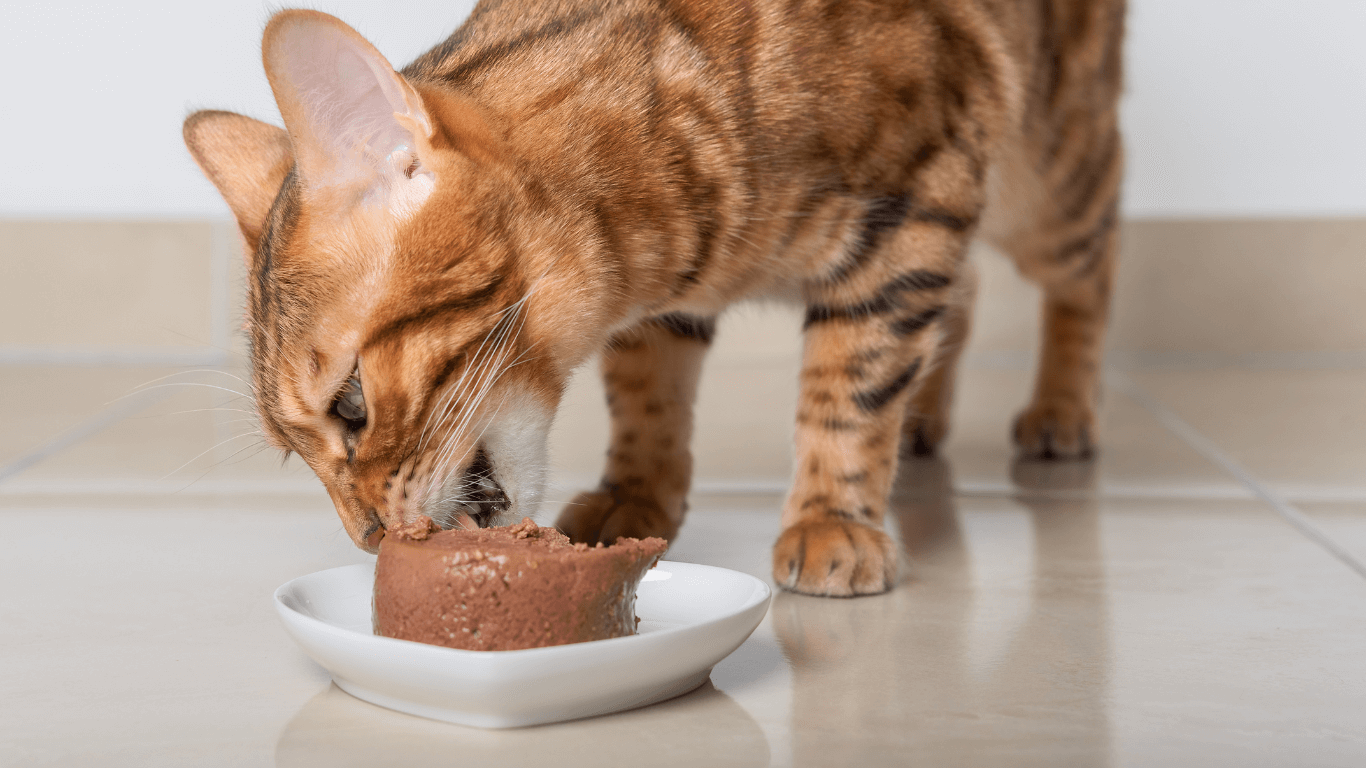 Tự Làm Pate Bổ Dưỡng Cho Mèo