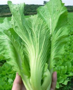 Chọn dưa cải (Cải bẹ)