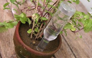 Hệ thống tưới nhỏ giọt từ chai nhựa