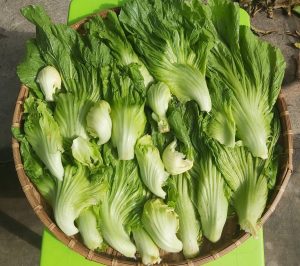 Phơi dưa (Quan trọng nhất)