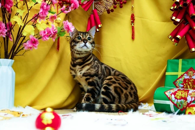 Chăm Sóc Mèo Dịp Tết