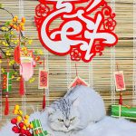 Chăm Sóc Mèo Dịp Tết