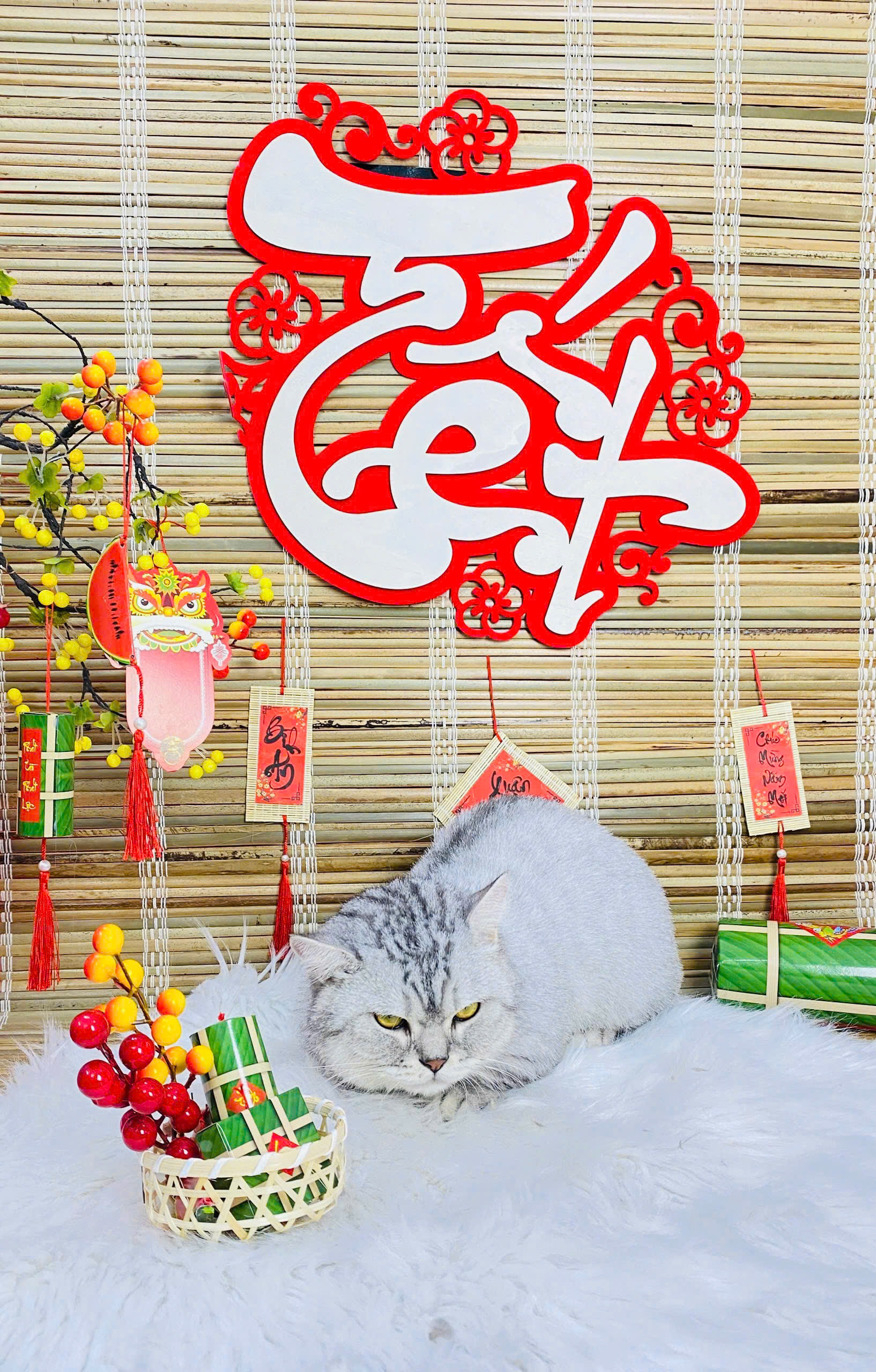 Chăm Sóc Mèo Dịp Tết