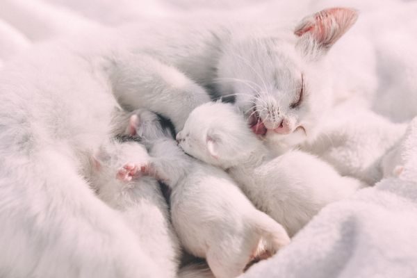Giống mèo dễ nuôi