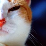 Huấn luyện mèo đi vệ sinh