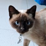 Mèo con mới về nhà