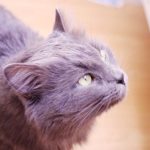 Mèo Maine Coon