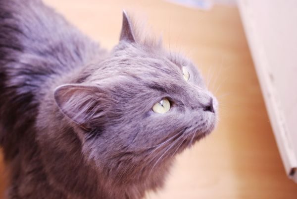 Mèo Maine Coon