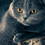Mèo Munchkin Scottish Fold