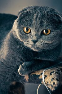 Mèo Munchkin Scottish Fold