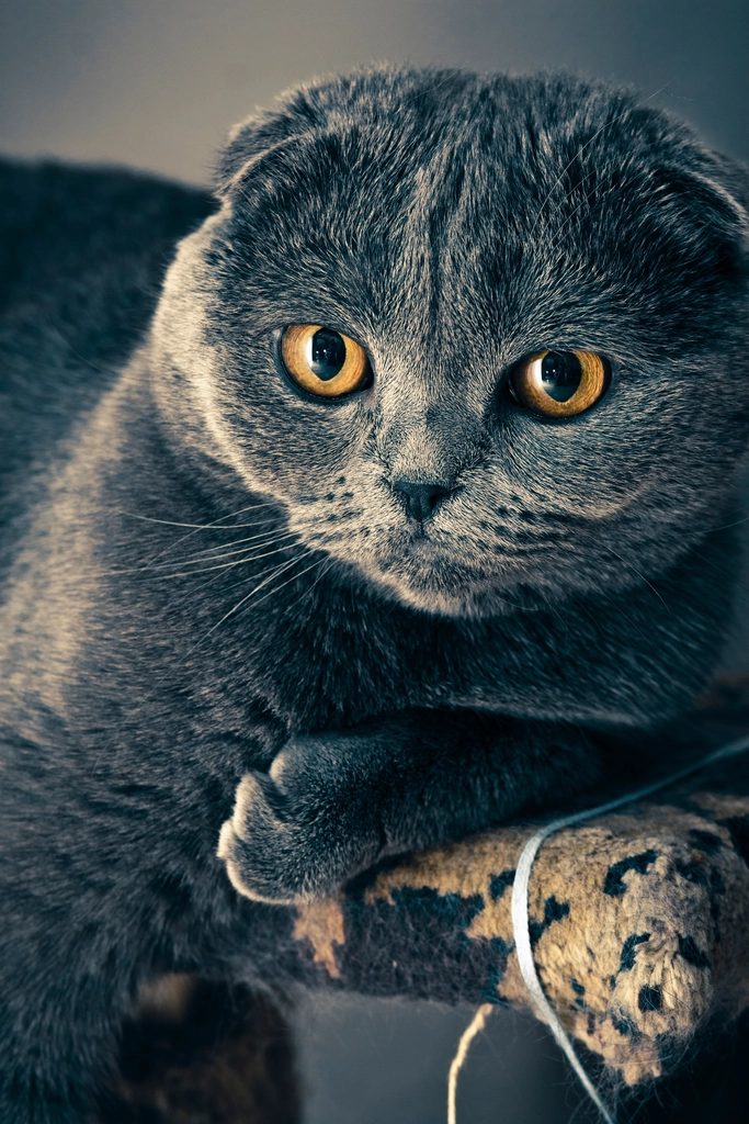 Mèo Munchkin Scottish Fold