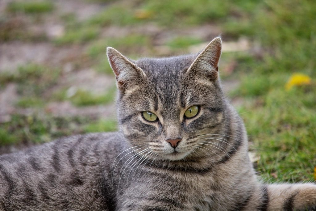 Mèo Ta