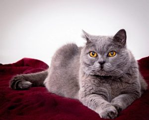 Mèo Anh lông ngắn British Shorthair